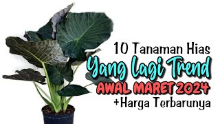 10 Tanaman Hias Yang Lagi Trend Awal Maret 2024 [upl. by Lettie929]