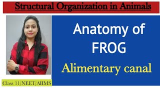 Ch7 Structural organization in animals  Anatomy of FROG Alimentary canal Class 11 BiologyNEET [upl. by Lathe]