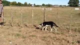 Sheepdog Training Methods with Maurie Hone [upl. by Rosati]