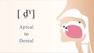 d̪ˠ  voiced unaspirated velarized apical dental stop [upl. by Enneite81]