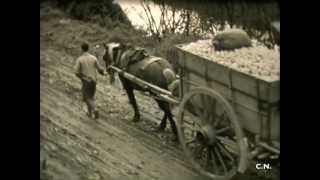 Ramassage des pommes  Pays dAuge 1947 [upl. by Yasmar]