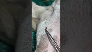 Ectoparasites in dogs animaldoctor [upl. by Eniad]