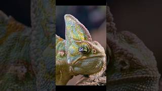 Chameleon Facts The Science Behind Their Camouflage facts trending viralvideo [upl. by Halihs6]