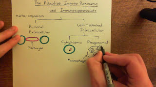 The Adaptive Immune Response and Immunosuppressants Part 1 [upl. by Everard]