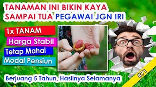 🔴 Tanam Ini Bikin Kaya Sampai Tua PALA [upl. by Gilson333]