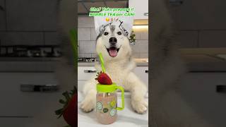 Il mio CANE CUCINA il BUBBLE TEA per CANI😋🧋🐶 dogchef dog cane ricette [upl. by Nebur]