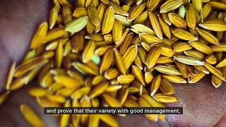 Improving harvest in rainfed environments  CUREStory in the Philippines [upl. by Orelle651]