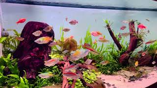 Crystal Clear Water amp Colorful Fish Boesemani Rainbow Fish Congo Tetra Bolivian Ram Denison Barb [upl. by Curtice]