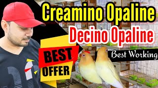 Love bird Creamino Opaline Best Pairing  Special Offer  Albino Creamino  Welcome Aviary official [upl. by Danforth262]