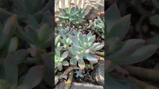 Graptopetalum Paraguayense succulent [upl. by Panther518]