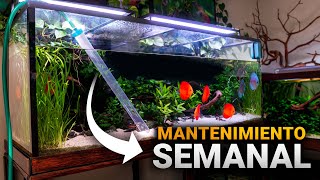 MANTENIMIENTO del acuario de 500L con PECES DISCO Consejos y recomendaciones [upl. by Ecnarual]