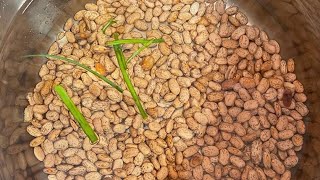 How to cookprepare your Beans for Haitian Rice [upl. by Sedrul]