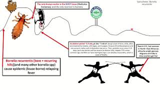 Borrelia recurrentis Sketch USMLE [upl. by Bachman334]