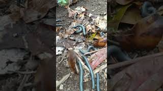 OMG😱 Monster milipede makes shock sahabatyura shorts shortvideo [upl. by Tayler872]