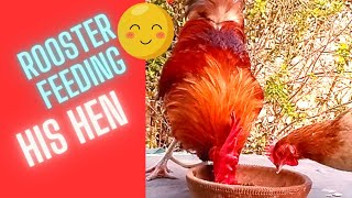 rooster feeding hen rooster calling hen Roosters call for hen pets chicken roostersound [upl. by Englis301]