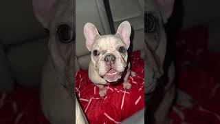 😢 Frenchie Crying frenchie frenchbulldog pets [upl. by Ettenna]