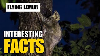 What Are the Most Interesting Facts About Flyng Lemur  Interesting Facts  The Beast World [upl. by Gualterio48]