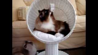 Modern Cat Furniture  The Refined Feline Kitty Ball Cat Bed™  Floppycats [upl. by Htir]