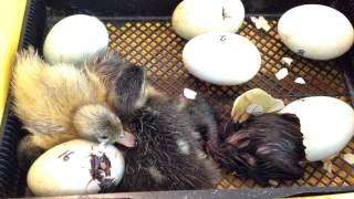 Watch baby duckling hatch [upl. by Luhe329]