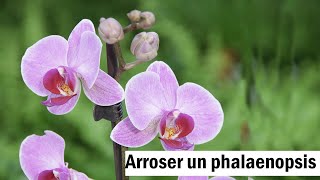 Phalaenopsis  le bon arrosage [upl. by Danie954]