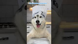 RICETTE PER CANI cucinate dal mio CANE😱👩‍🍳🐺 ricette cibo cane cani dog [upl. by Ahsenav]