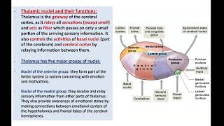 Anatomy of the Diencephalon  Dr Ahmed Farid [upl. by Flower]