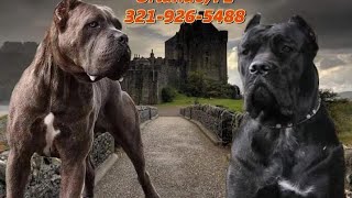 Cane Corso Live puppy birth [upl. by Aibsel12]