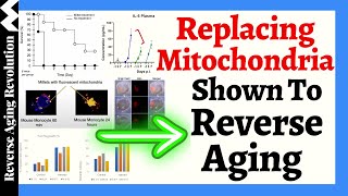 AGE REVERSAL Through Replacing MITOCHONDRIA [upl. by Aleris]