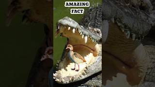 Bird cleaned crocodile teeth fact shortsfeed factsfeed shorts viral trending birds crocodile [upl. by Ephraim237]