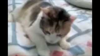 Feline Vestibular Syndrome [upl. by Aric]