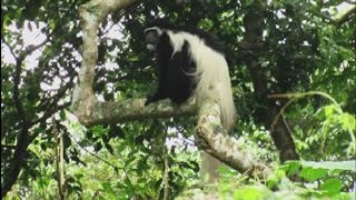 Monkeys in Arusha national park [upl. by Coucher]