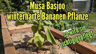 Musa Basjoo winterharte Bananenpflanze pflegen gießen düngen vermehren Standort [upl. by Lankton10]