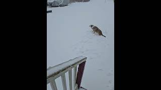 So much snow in Moncton New Brunswick Canada Even Tashas dog dared not wander far from the door [upl. by Sihtnyc]