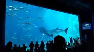 Two Whale Sharks Swim into Each Other at Georgia Aquarium [upl. by Earleen644]