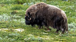 Moschusochse im Dovrefjell Sunndalsfjella Nationalpark 4K [upl. by Schechinger]