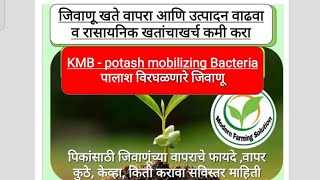 पालाश विरघळविनारे जिवाणू KMB potash mobilizing Bacteria जैविक खत जैविक जैविक खत [upl. by Inoue]