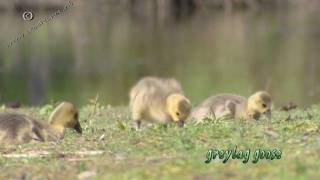 Greylag goose amp offspring  grauwe gans  anser anser [upl. by Daukas]