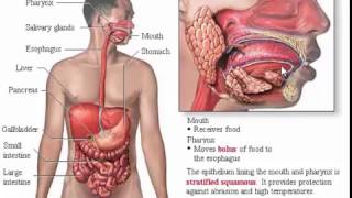 System Digestive Anatomy Review Part 1 Wall Intestine and Stomach [upl. by Charbonnier]