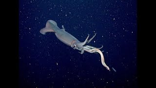 The Night of the Squid Episode 10 of 37 Jacques Cousteau Odyssey The real Life Aquatic [upl. by Revkah]