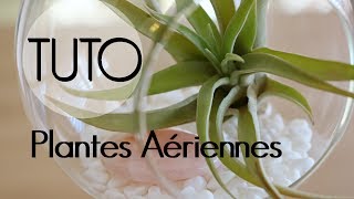 DIY  Plantes aériennes  décoration de tillandsia suspendue [upl. by Albrecht]