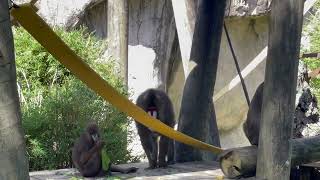 The Mandrill Monkey 🙉 UpClose AudubonInstitute AudubonZoo NewOrleans [upl. by Mil]