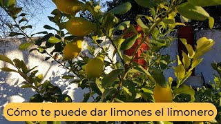 Cómo el limonero puede dar limones [upl. by Notgnilra]