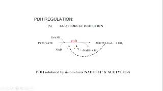 Oxidative decarboxylation of pyruvate and fate of acetyl CoA [upl. by Ariad463]