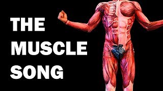 THE MUSCLES SONG Learn in 3 Minutes [upl. by Katerine]