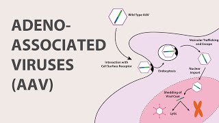 1 Adeno Associated Virus AAV  An Introduction [upl. by Nodearb]