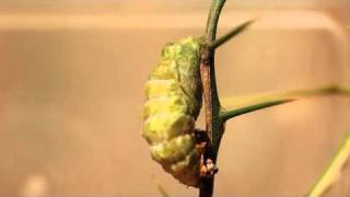 Orchard Swallowtail Pupation [upl. by Strade]