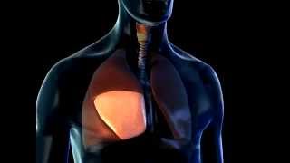 Lobes of the Lungs  3D Medical Animation  ABP © [upl. by Wendel802]