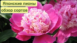 ЯПОНСКИЕ ТРАВЯНИСТЫЕ ПИОНЫ ОБЗОР КРАСИВЫХ СОРТОВ Japanese herbaceous peonies [upl. by Annaerda437]