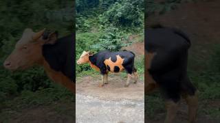 Mithun Bon FrontalisState Animal of Arunachal pradesh arunachalpradesh shortsvideo fyp ytube [upl. by Waylon]