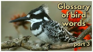 GLOSSARY OF BIRD WORDS  part 3 [upl. by Ahnavas]